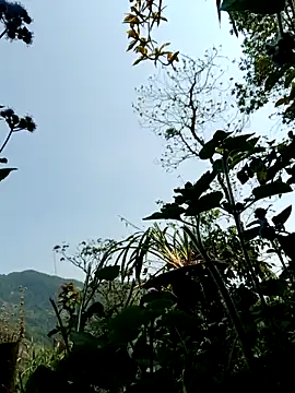 kemtuoi-sex online show from 8, 4, 2026