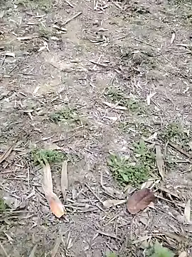 Nehal979 online show from 4, 2, 2026