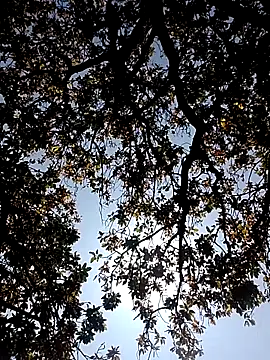 Rs sonam online show from 7, 3, 2026