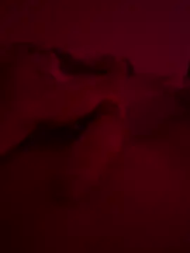 nieonixpeek19 online show from 2, 2, 2026