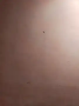 Snapshot of TuFlapito chatting on 16, 11, 2025 TuFlapito online show from 16, 11, 2025