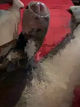 vijay20k online show from 3, 3, 2026