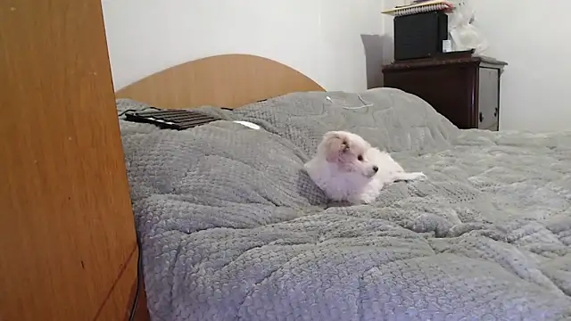 MissyDior8 online show from 4, 2, 2026