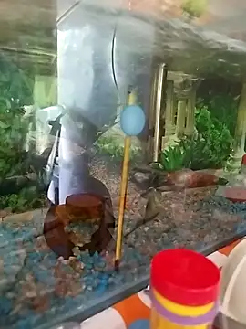 Snapshot of reynaafro93 chatting on 18, 11, 2025 reynaafro93 online show from 18, 11, 2025