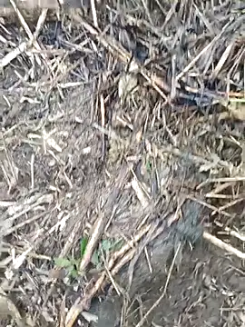 Pampirara online show from 21, 3, 2026