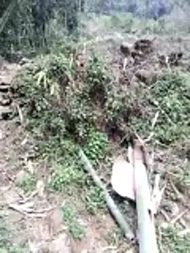 neko-nancy online show from 26, 2, 2026