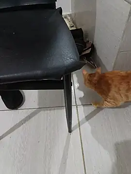 Snapshot of hotbuch chatting on 6, 1, 2026 hotbuch online show from 6, 1, 2026