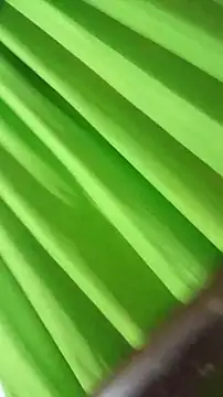 saray reesee online show from 28, 2, 2026