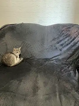 AlisRoxy online show from 22, 2, 2026