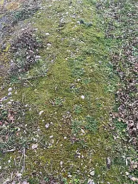 magicdickx21 online show from 20, 2, 2026