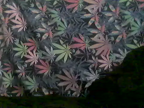 Snapshot of libraxxxstudios chatting on 28, 6, 2026 libraxxxstudios online show from 28, 6, 2026