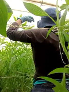 Snapshot of Abigail_office chatting on 13, 2, 2026 Abigail office online show from 13, 2, 2026