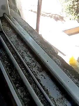 mr and miss night online show from 27, 3, 2026