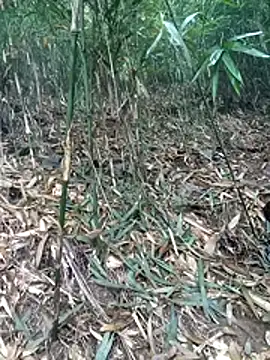 kalara kail online show from 16, 3, 2026