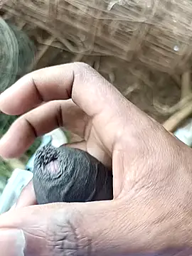 sanju 5418 online show from 7, 4, 2026