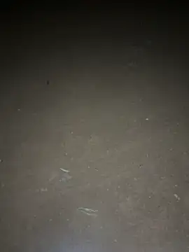 yingzi003 online show from 16, 4, 2026