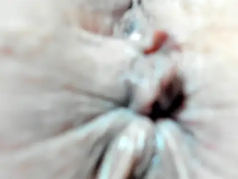 Snapshot of foxy-porn1 chatting on 3, 2, 2025 foxy-porn1 online show from 3, 2, 2025