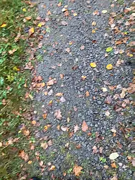 hamstergrabben online show from 24, 10, 2025