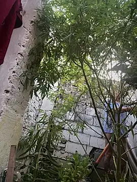 Alicbranca online show from 12, 3, 2026