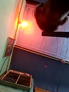 dhapli4u online show from 6, 2, 2026