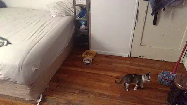 BIG-CkD F online show from 8, 9, 2025