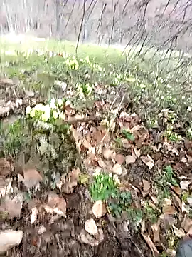 Yaramaz331 online show from 31, 3, 2026