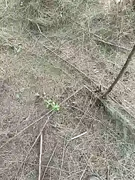 Snapshot of Gopal1243 chatting on 15, 2, 2025 Gopal1243 online show from 15, 2, 2025