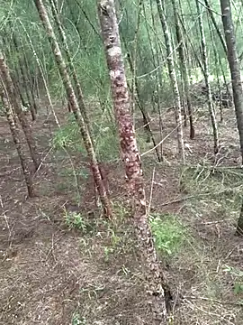 Snapshot of Gopal1243 chatting on 19, 10, 2025 Gopal1243 online show from 19, 10, 2025