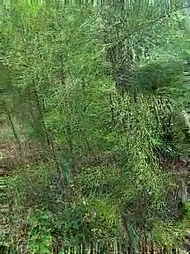 Snapshot of Gopal1243 chatting on 21, 10, 2025 Gopal1243 online show from 21, 10, 2025